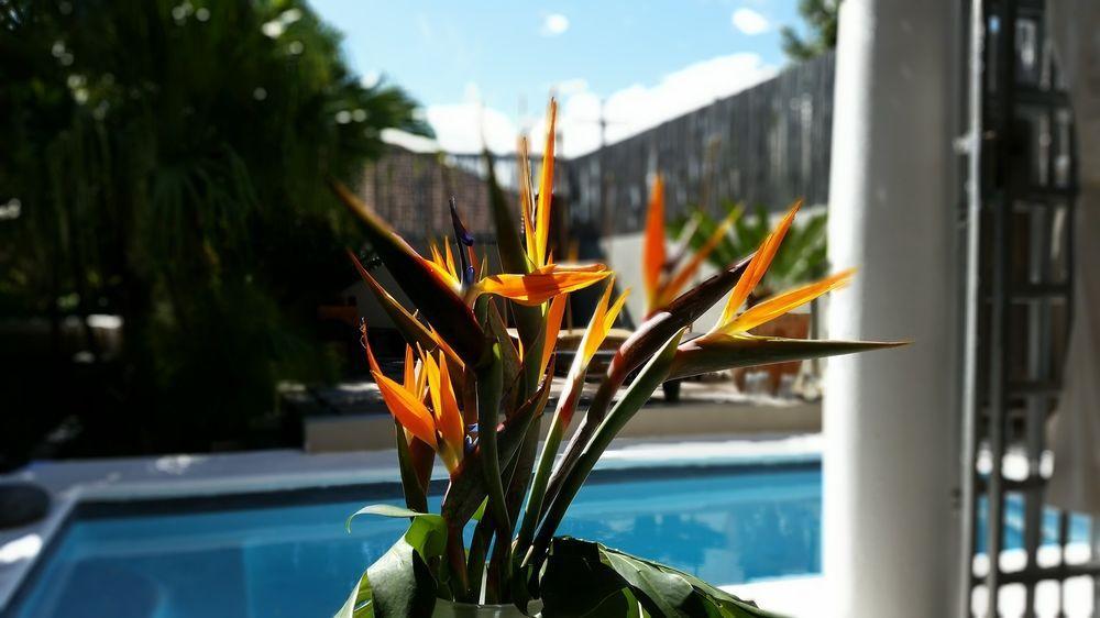 Jardin D'Ebene Boutique Guesthouse Kaapstad Buitenkant foto